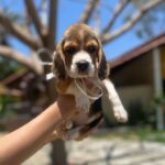 Beagle filhote