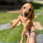 Dachshund Femea