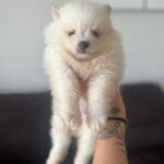 Lulu da pomeranea Macho