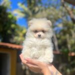Lulu da pomerania e1696642062856